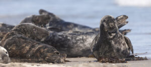 Hochseeinsel Helgoland: Robben am Nordstrand der Düneninsel