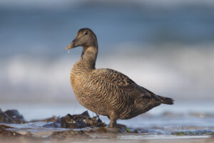 Hochseeinsel Helgoland: Eiderenten-Weibchen auf der Düneninsel