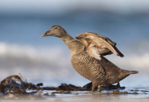 Hochseeinsel Helgoland: Eiderenten-Weibchen auf der Düneninsel