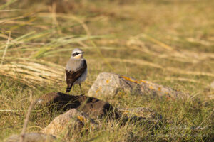 Hochseeinsel Helgoland: Steinschmätzer