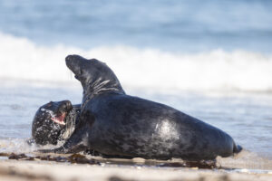 Hochseeinsel Helgoland: Robben auf der Düneninsel