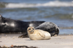 Hochseeinsel Helgoland: Robben auf der Düneninsel