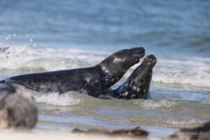 Hochseeinsel Helgoland: Robben auf der Düneninsel