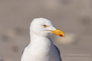Hochseeinsel Helgoland: Möwe auf der Düneninsel