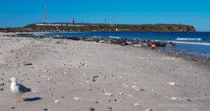 Hochseeinsel Helgoland: Robben auf der Düneninsel