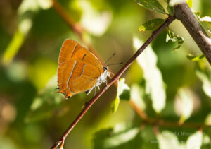 Nierenfleck-Zipfelfalter