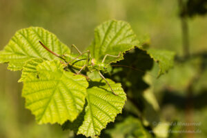 Weibliche Sattelschrecke