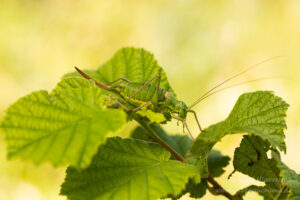 Weibliche Sattelschrecke