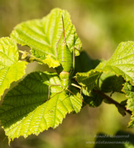 Weibliche Sattelschrecke
