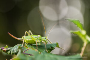 Weibliche Sattelschrecke