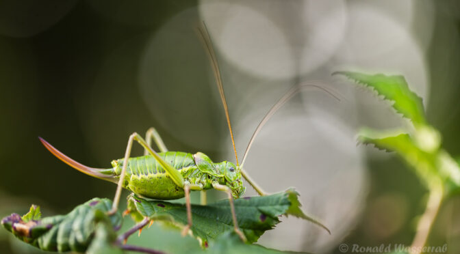 Weibliche Sattelschrecke