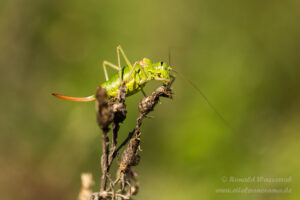 Weibliche Sattelschrecke