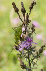 Weibliche Sattelschrecke