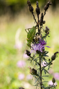 Weibliche Sattelschrecke