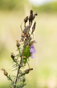 Sattelschrecken-Pärchen