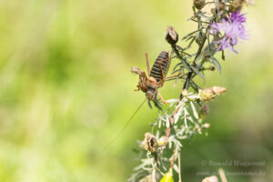 Männliche Sattelschrecke