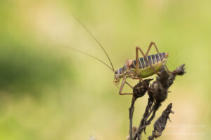 Männliche Sattelschrecke