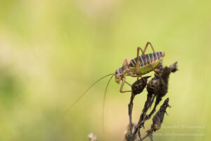 Männliche Sattelschrecke
