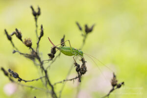 Weibliche Sattelschrecke