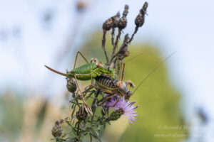 Sattelschrecken-Pärchen