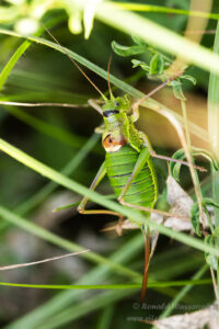 Weibliche Sattelschrecke