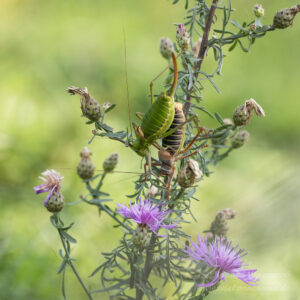 Sattelschrecken-Pärchen