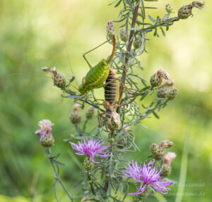 Sattelschrecken-Pärchen