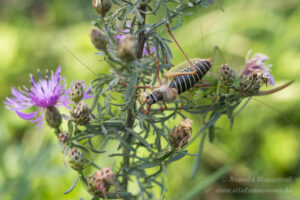 Sattelschrecken-Pärchen