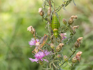 Sattelschrecken-Pärchen