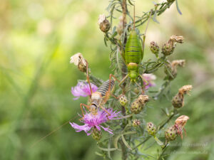 Sattelschrecken-Pärchen