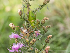 Sattelschrecken-Pärchen