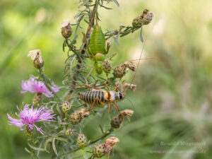 Sattelschrecken-Pärchen