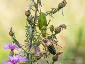 Sattelschrecken-Pärchen