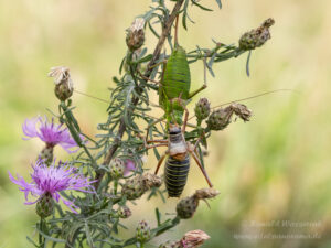 Sattelschrecken-Pärchen