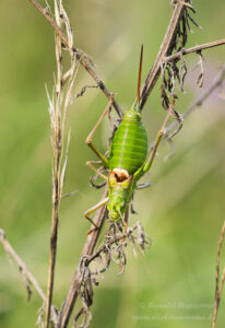 Weibliche Sattelschrecke
