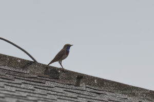 Im Havelland: Blaukehlchen
