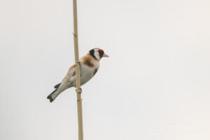 Im Havelland: Stieglitz am Grützer Bogen