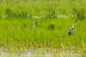 Im Havelland: Kranichfamilie