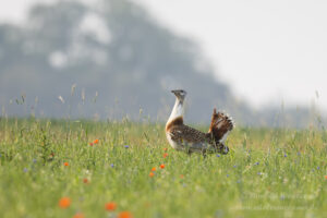 Großtrappen-Hahn in Buckow