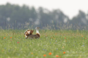 Großtrappen-Hahn in Buckow