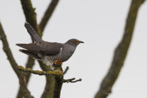 Kuckuck an den Linumer Teichen