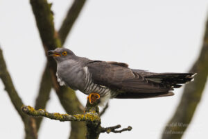 Kuckuck an den Linumer Teichen