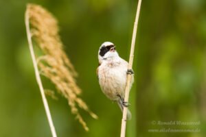 Beutelmeise an den Linumer Teichen