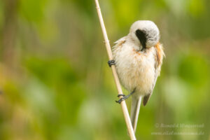 Beutelmeise an den Linumer Teichen