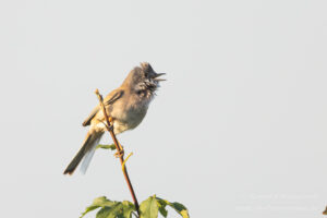 Dorngrasmücke am Garlitzer Beobachtungsturm