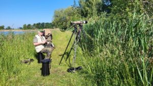 Warten auf die Beutelmeise...