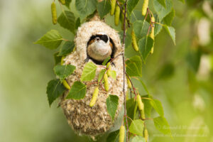 Beutelmeise im Meisenbeutel an den Linumer Teichen