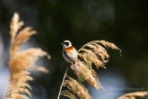 Beutelmeise an den Linumer Teichen