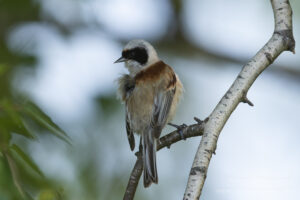 Beutelmeise an den Linumer Teichen