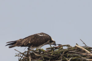 Im Havelland: Fütterung der Fischadler-Nestlinge